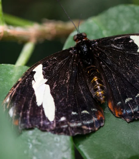 A butterfly that signifies change